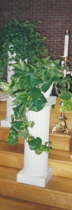 plant.centerpiece.blossoms&balloons